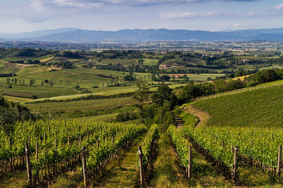 Montepulciano Italy Vineyards Photograph by Roger Mullenhour