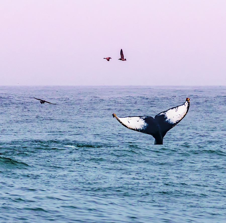 Monterey Bay Whale Watching Photograph by David A Litman