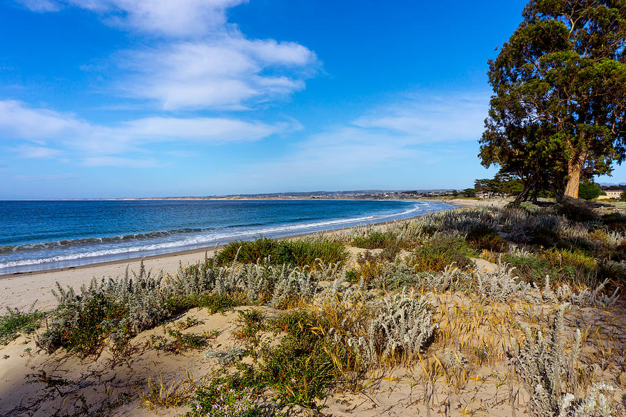 Monterey Beach and Flora Photograph by Derek Dean