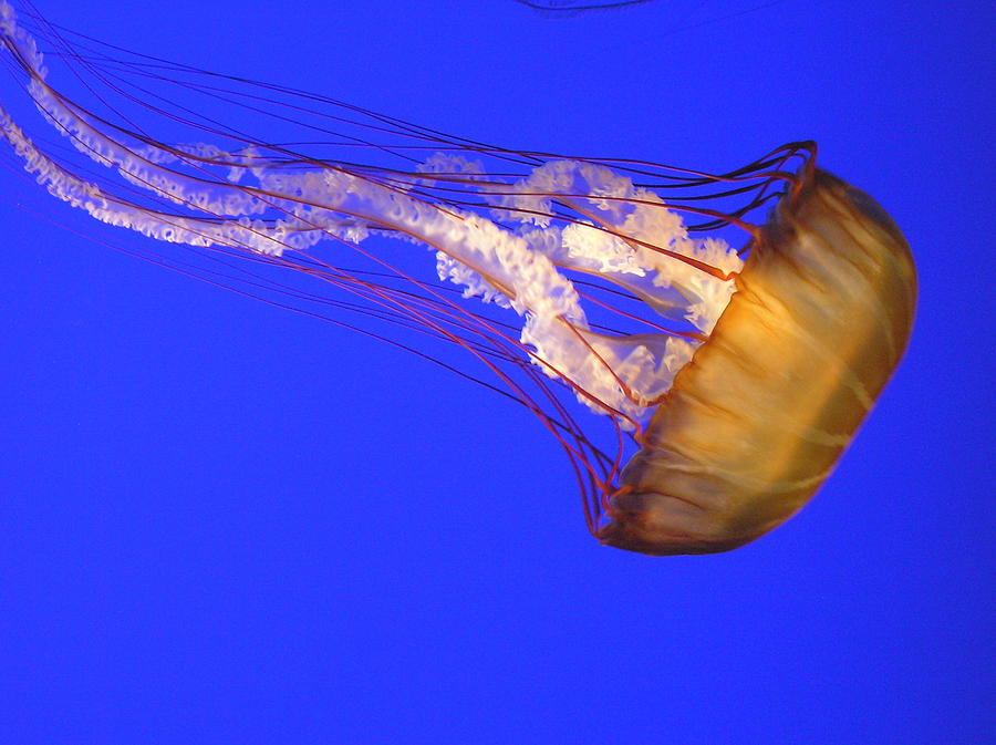 Aquarium Photograph - Monterey Beauty by Richard Mansfield Aquarium Photograph - Monterey Beauty by Richard Mansfield