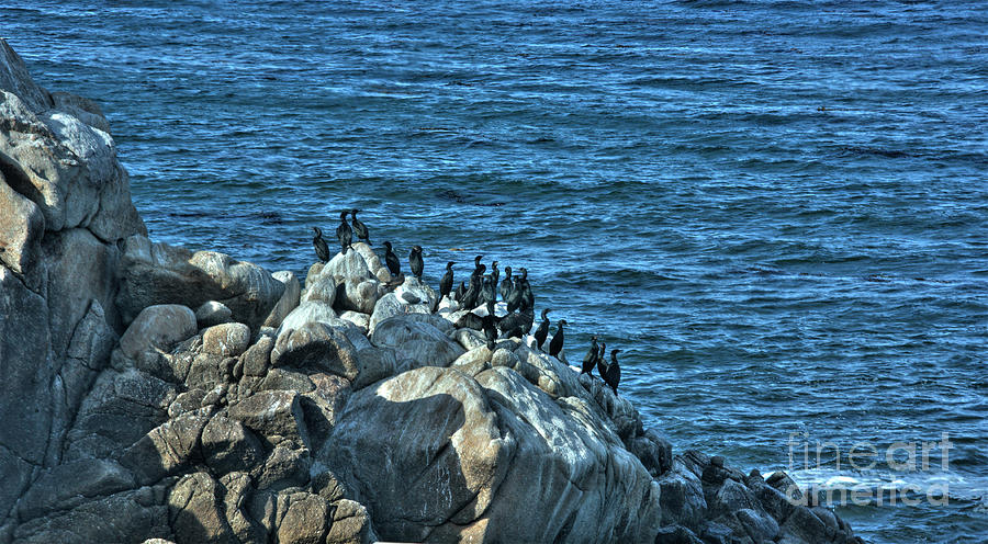 Monterey Birds Ocean Rocks  Photograph by Chuck Kuhn