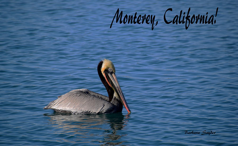 Monterey California Brown Pelican Painting by Barbara Snyder