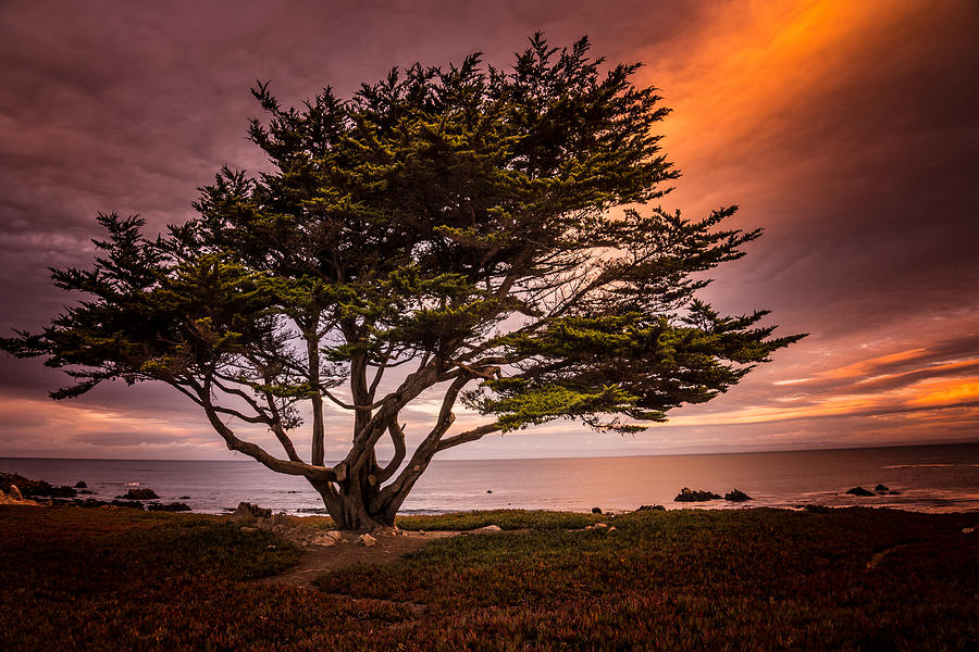 Sunset Photograph - Monterey Cypress at Sunset by Janis Knight