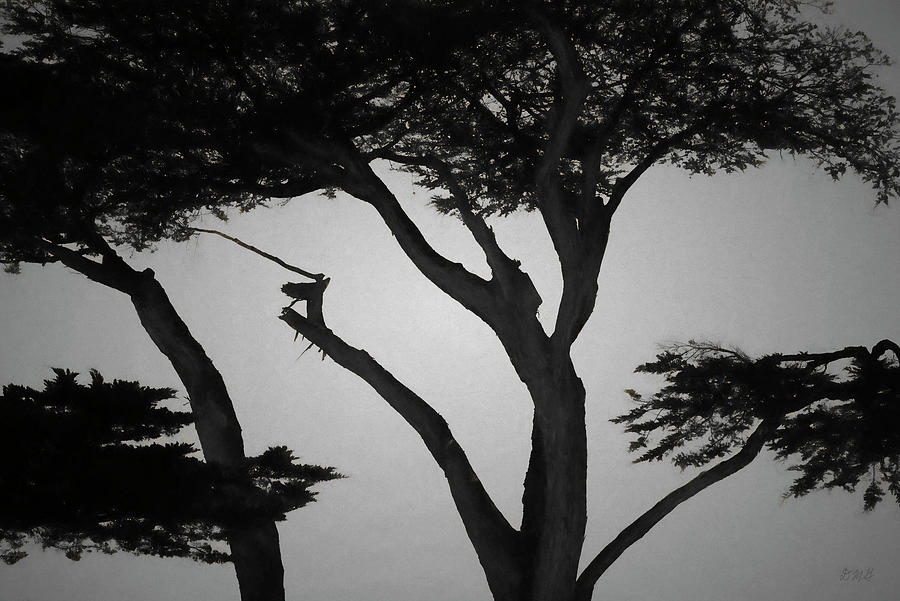 Monterey Cypress I BW Photograph by David Gordon