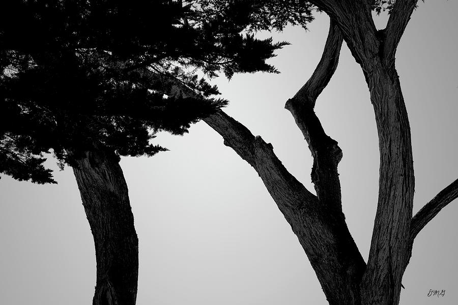 Monterey Cypress II BW Photograph by David Gordon