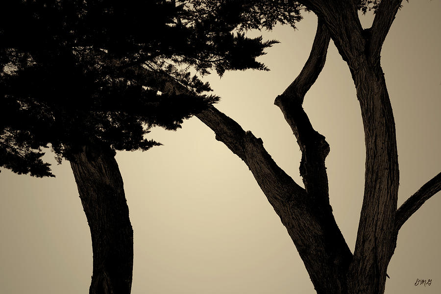 Monterey Cypress II Toned Photograph by David Gordon