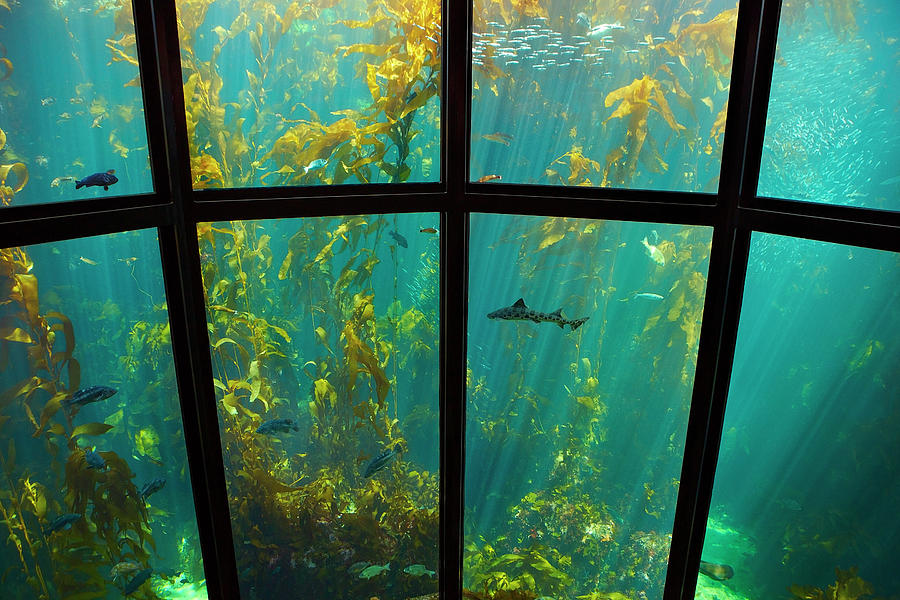 Monterey Kelp Forest Photograph by Brian Knott Photography - Fine Art ...