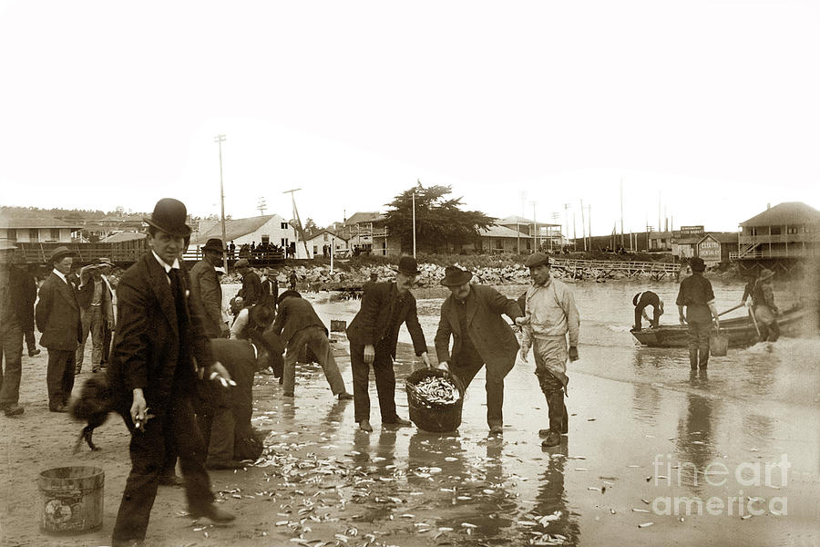 Beach Photograph - Monterey locals collecting Smelt on the beach near the Custom House by Monterey County Historical Society