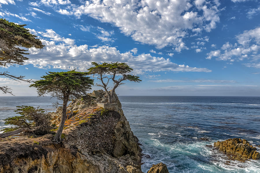 Monterey lone tree Photograph by John Johnson