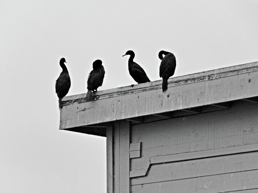 Monterey Quartet Photograph by Robert Meyers-Lussier