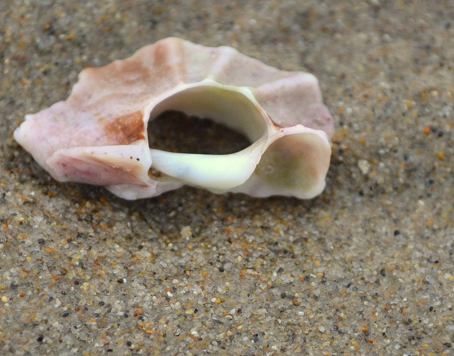 Monterey Sea Shell Photograph by Dean Ferreira