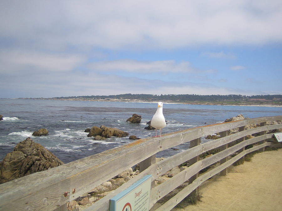 Monterey Seabird California USA Photograph by John Shiron