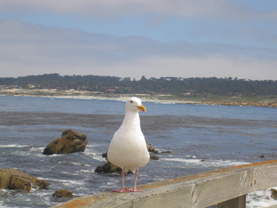 Monterey Seabird II California USA Photograph by John Shiron