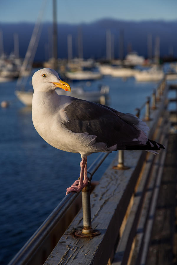 Seagull Photograph - Monterey Seagull by John Daly