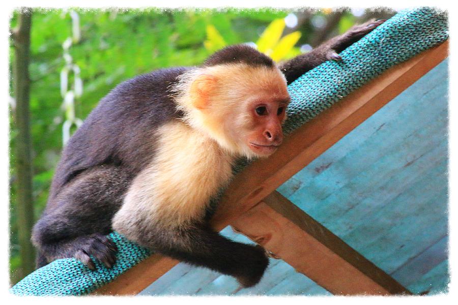 Monkey Photograph - Montezuma Cappuchin by Pascal Schreier