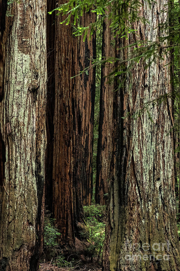 Montgomery Woods State Natural Reserve Photograph By David Oppenheimer ...