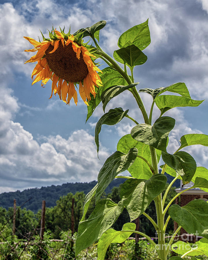 Monticello Sunflower Photograph by Rod Best
