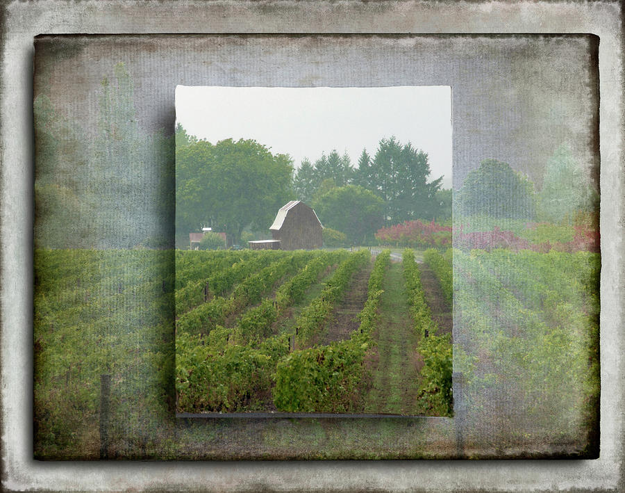 Montinore Winery by Jeffrey Jensen Montinore Winery by Jeffrey Jensen