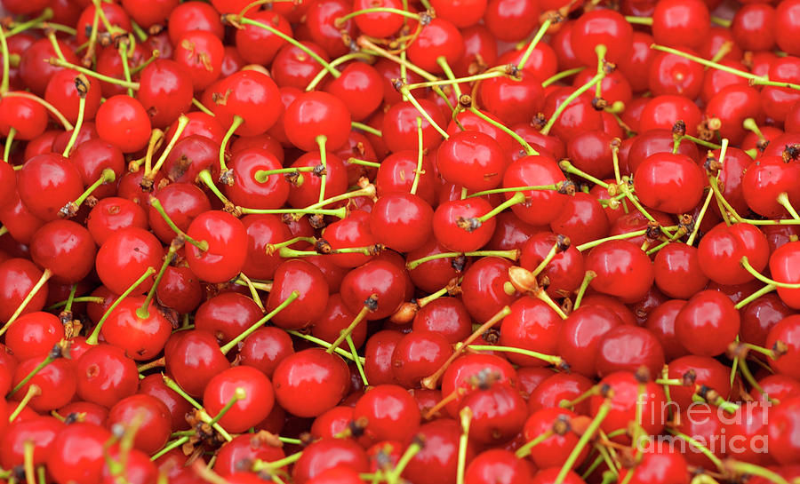 Montmorency Cherries at the Market Photograph by Bruce Block
