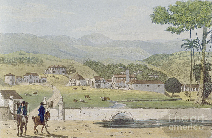 Montpelier Estates  St James Painting by James Hakewill