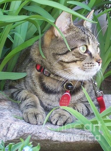 Cat Photograph - Monty in the garden by Jolanta Anna Karolska