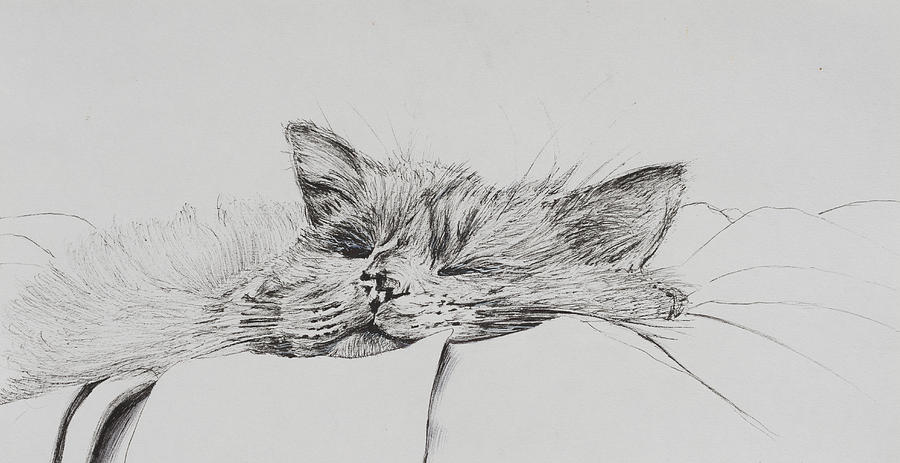 Cat Drawing - Monty  sleepy boy by Vincent Alexander Booth