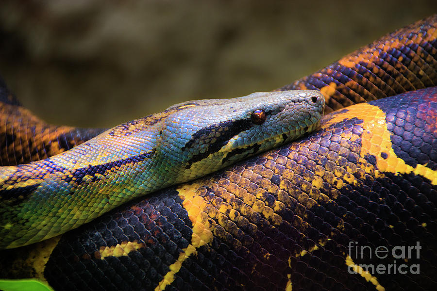 Python Photograph - Dont Wear This Boa by Al Bourassa