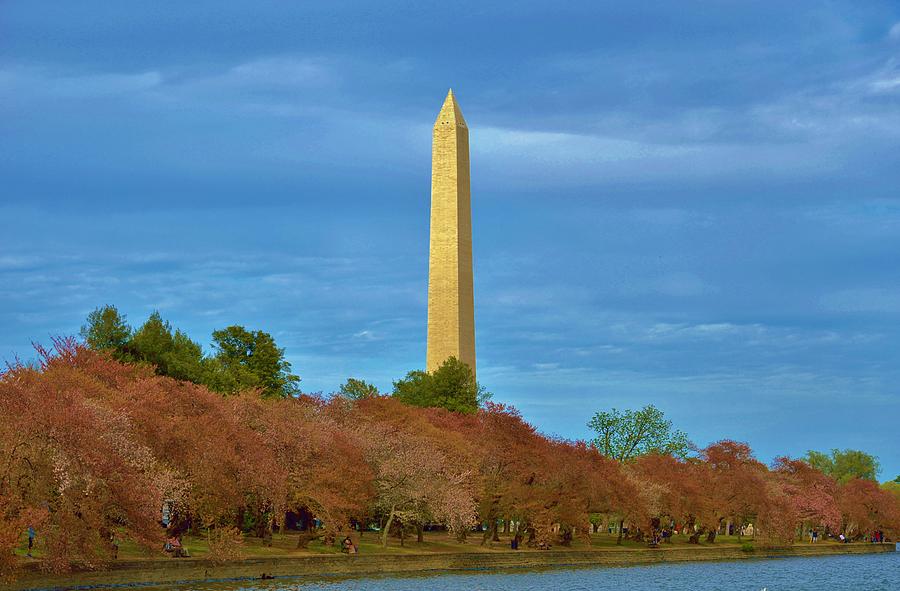 Monument Blossoms, Japanese Cherry Blossom Trees with the Washington Monument in the background Photograph by Billy Beck