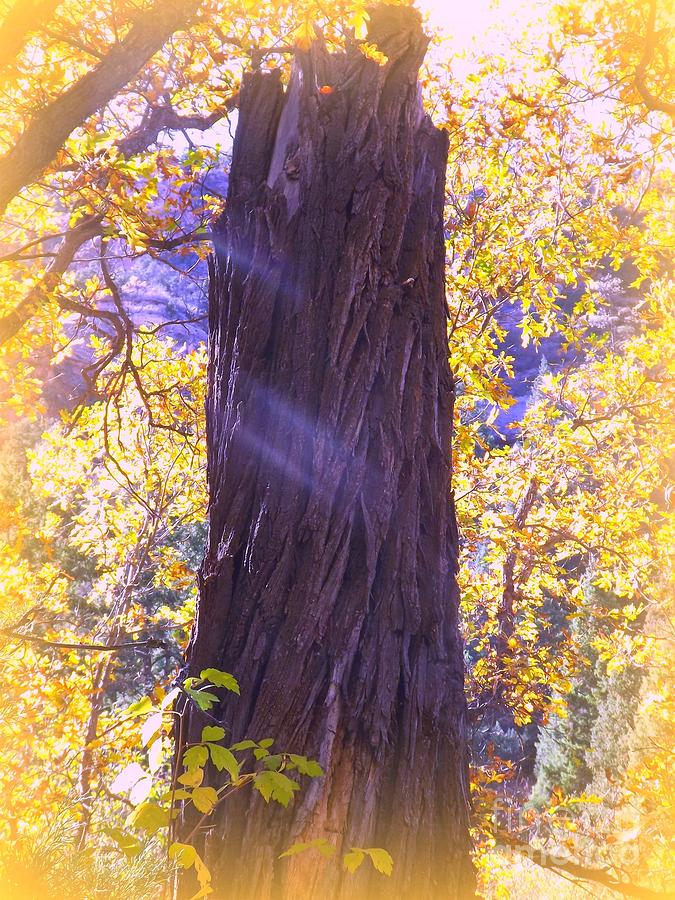 Monument to Old Man Cottonwood Digital Art by Annie Gibbons