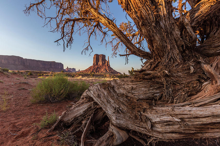 Monument Valley Behind the Tree Photograph by John McGraw