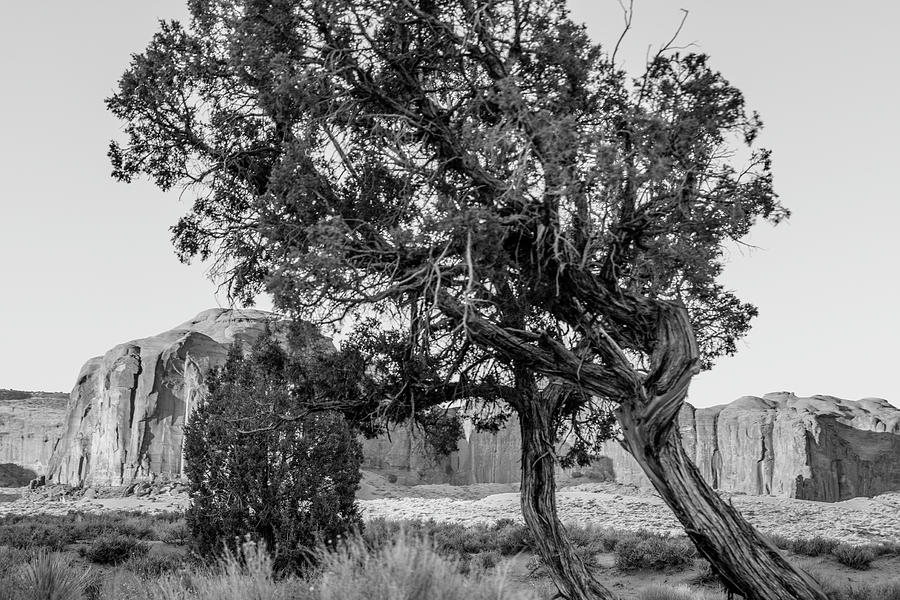 Monument Valley  Black and White tree and Rock Photograph by John McGraw
