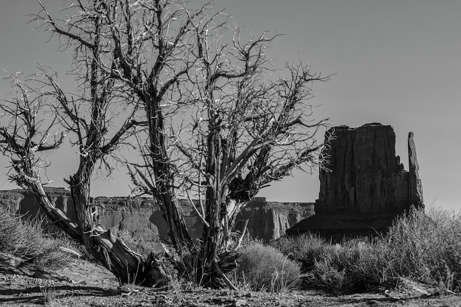 Monument Valley Black and White with Tree Photograph by John McGraw