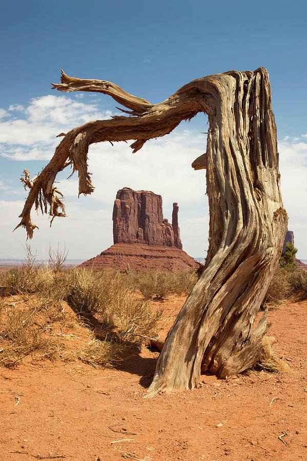 Tree Photograph - Monument Valley Desert Tree by Mike Irwin