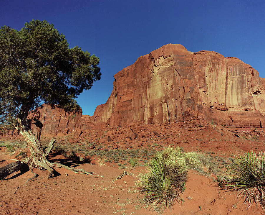 Monument Valley Juniper Photograph by Tom Daniel