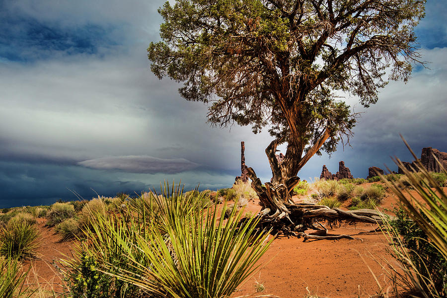 Monument Valley Photograph - Monument Valley tree by Roy Nierdieck Monument Valley Photograph - Monument Valley tree by Roy Nierdieck
