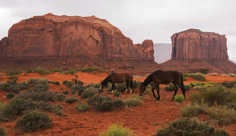 Monument Valley Wild Horses Photograph by Brad Scott