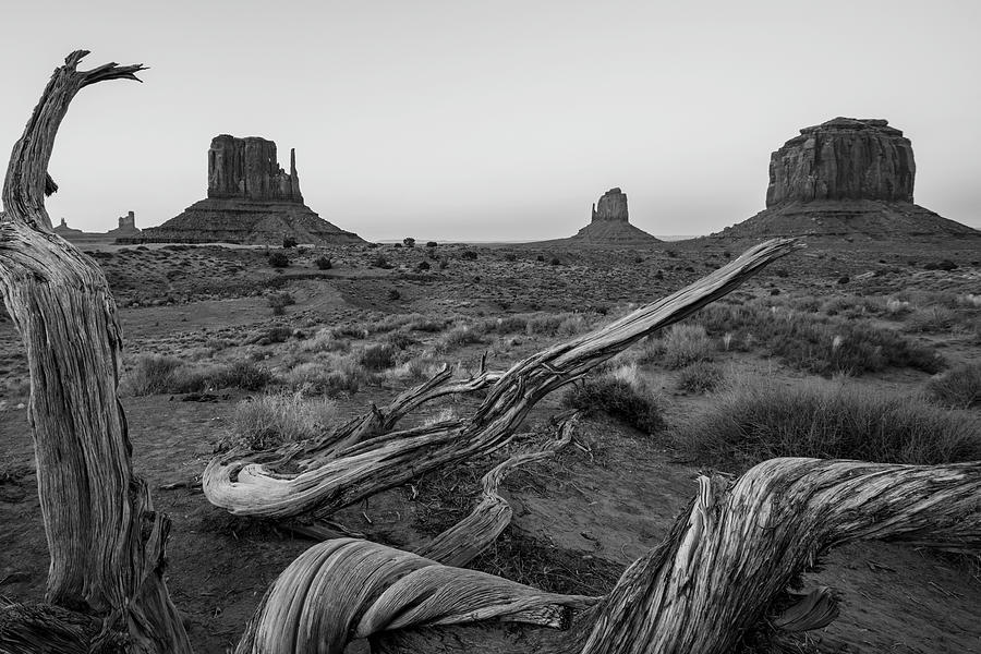 Monument Valley with Tree Black and White  Photograph by John McGraw