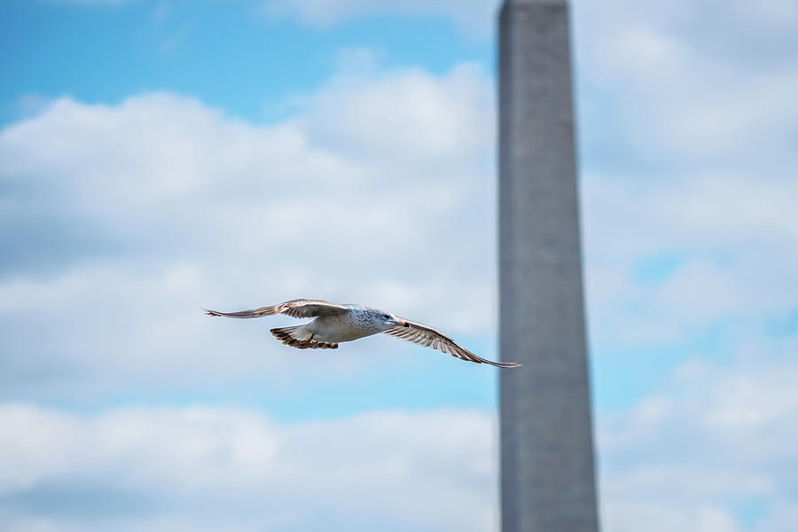 Monumental Gull Photograph by Jeff at JSJ Photography