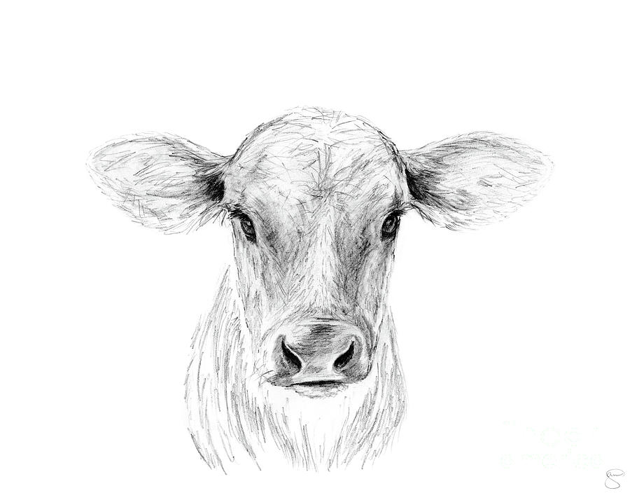 Cow Coloring Pages - 151 Cow printable pages and coloring sheets | Cow  drawing, Cow coloring pages, Cow art
