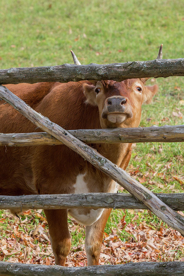 Cow Photograph - Moo by Bill Wakeley
