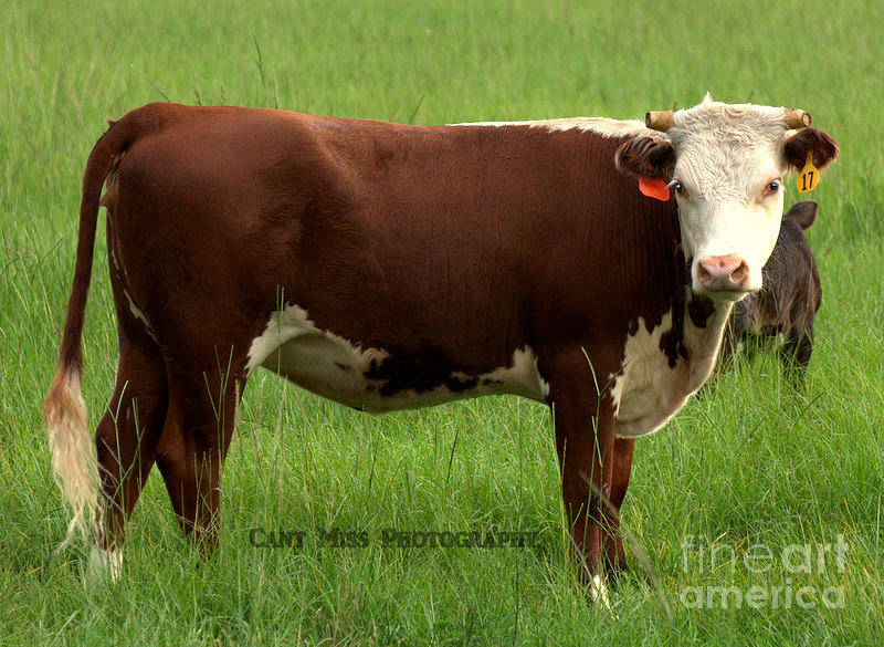 Moo Photograph by Cassandra Hoose - Fine Art America