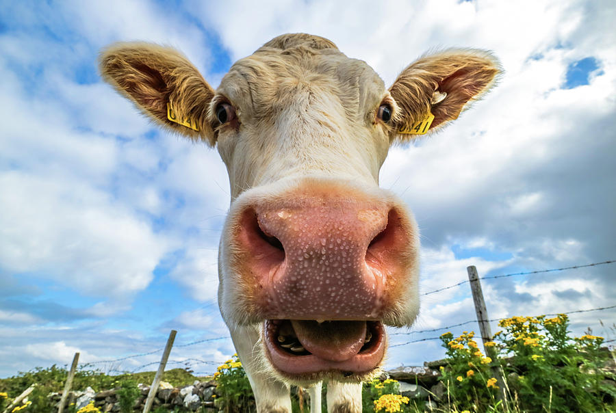 moo Photograph by Eben Gourley - Fine Art America