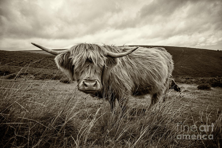 Black And White Photograph - Moo Hair  by Rob Hawkins