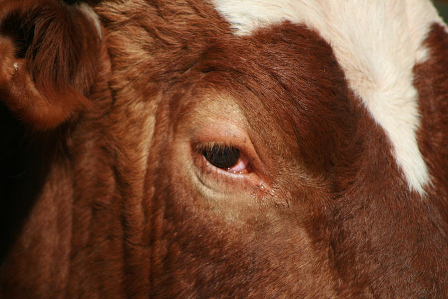 Cow Photograph - Moo by Marjohn Riney