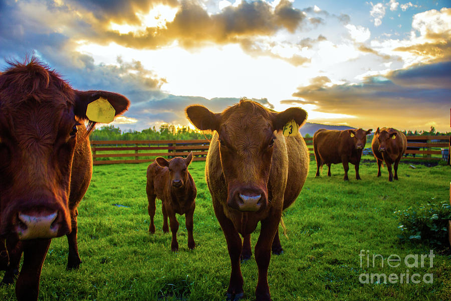 Moo by Michael Cross Moo by Michael Cross