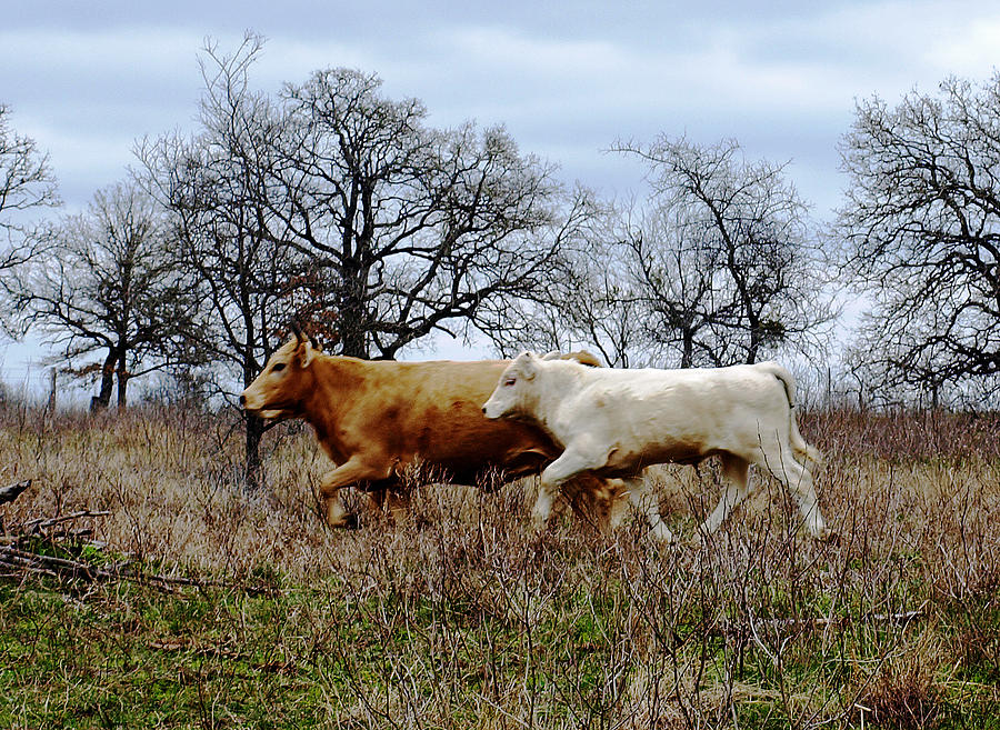 Moo On The Run Photograph by James Granberry