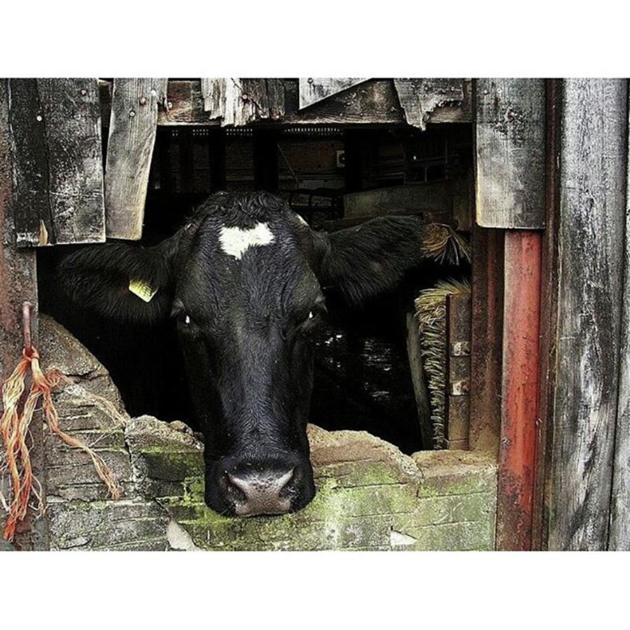 Cow Photograph - Mooo... by Andy Blackburn