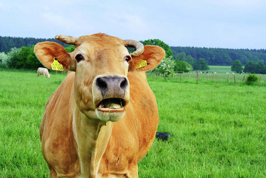 Moo the magnificent cow 2nd Photograph by Marco De Mooy - Fine Art America