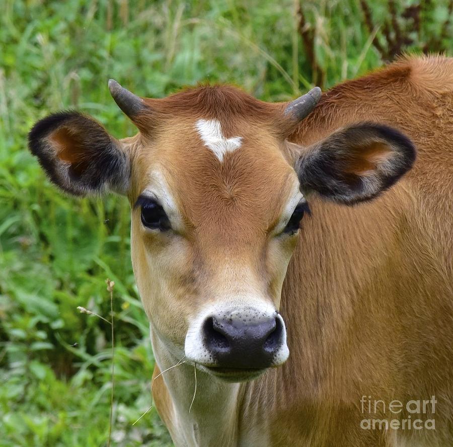 Fairytale Cow Photograph by Tracy Rice Frame Of Mind