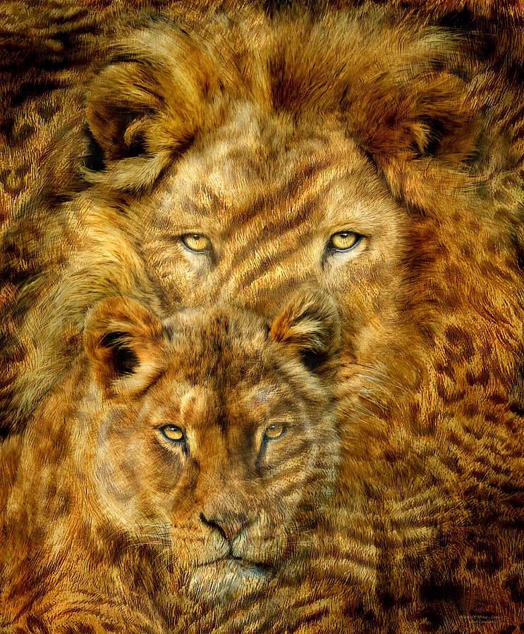 Lion Mixed Media - Moods Of Africa - Lions 2 by Carol Cavalaris